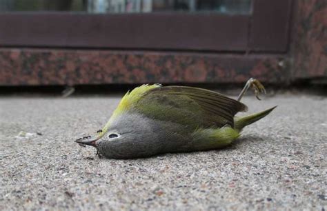 Burung mati di depan rumah  Mitosnya jika burung ini masuk rumah merupakan sebuah pertanda baik bagi sang pemilik rumah